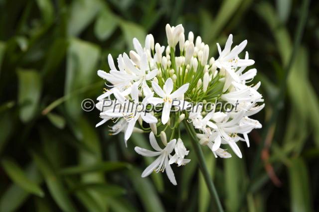 madere 23.JPG - Agapanthe, ombelle blanche, Agapanthaceae (=Liliaceae), Madère, Portugal